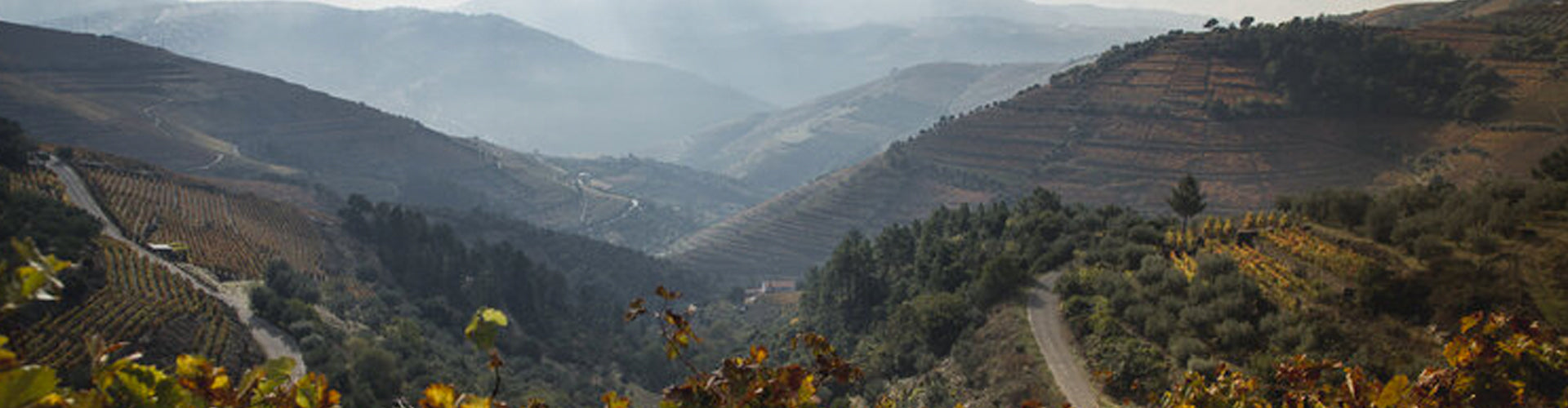 Elevated panoramic view across the Douro Vineyards in Portugal