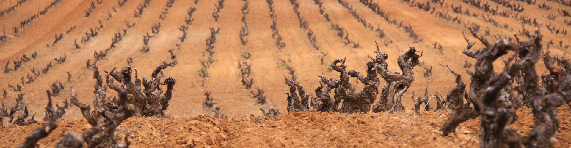 Aalto Vineyards in Spain's Ribera del Duero