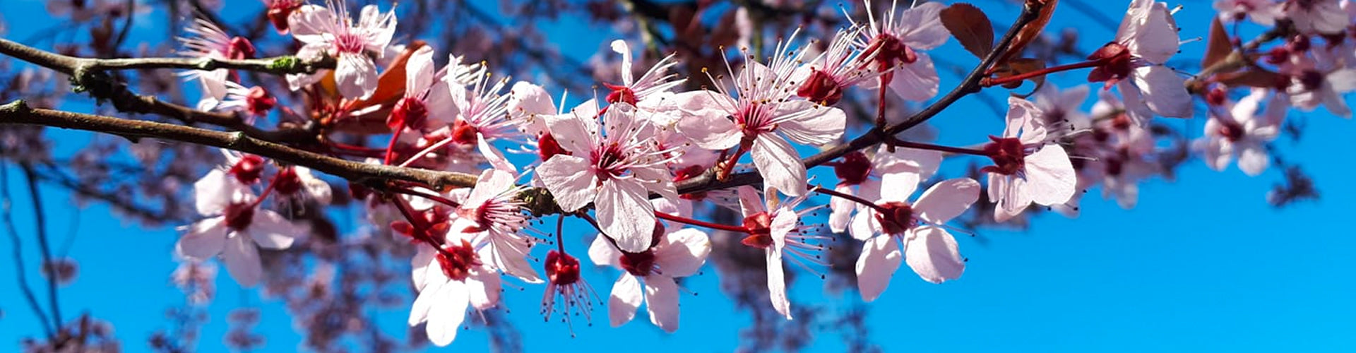 Close up image of Apple Blossom