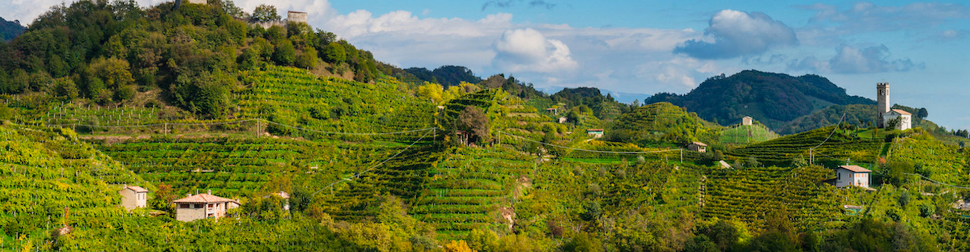 The vineyards of Carpenè Malvolti in the hills of Conegliano, Italy