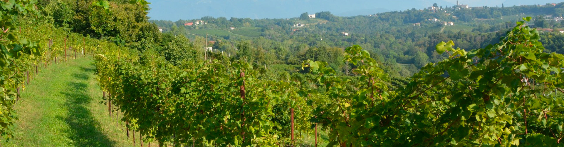 Frassinelli Vineyards in Prosecco