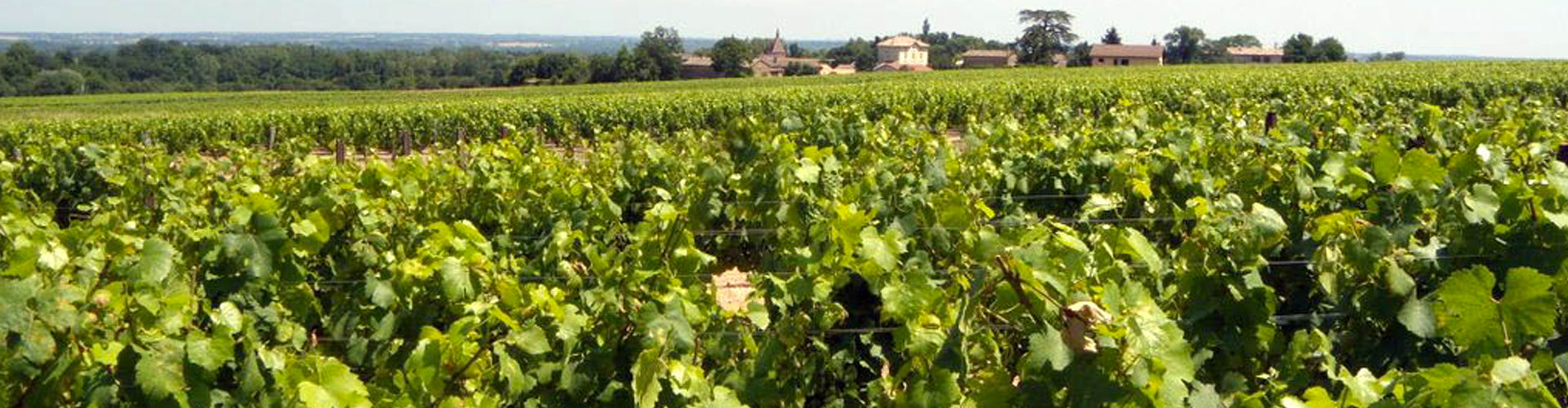 Morgon vineyards in Beaujolais