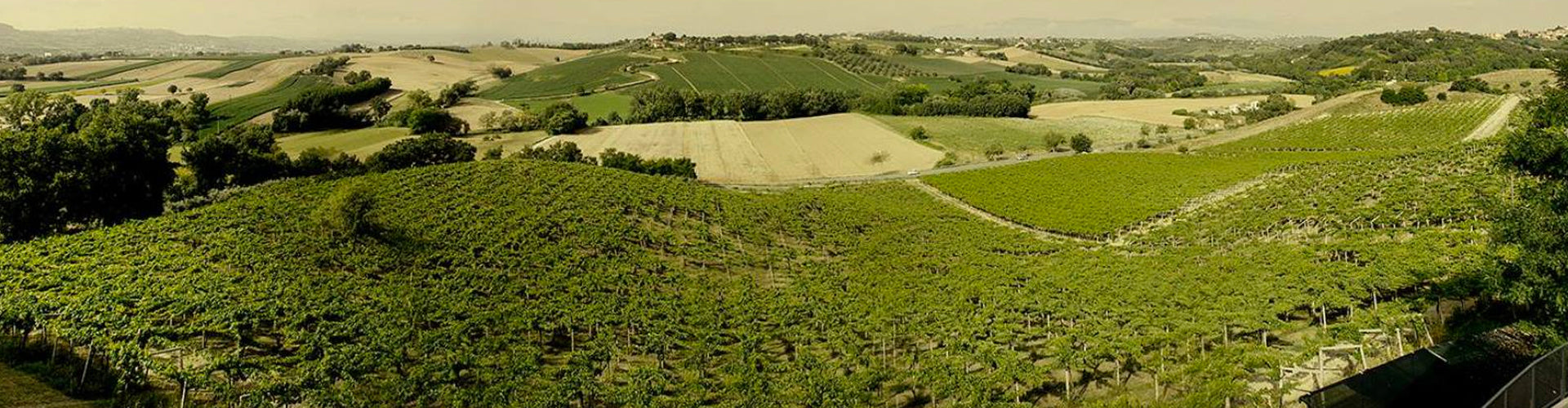 Fattoria La Valentina Vineyards in Italy's Abruzzo Wine Region