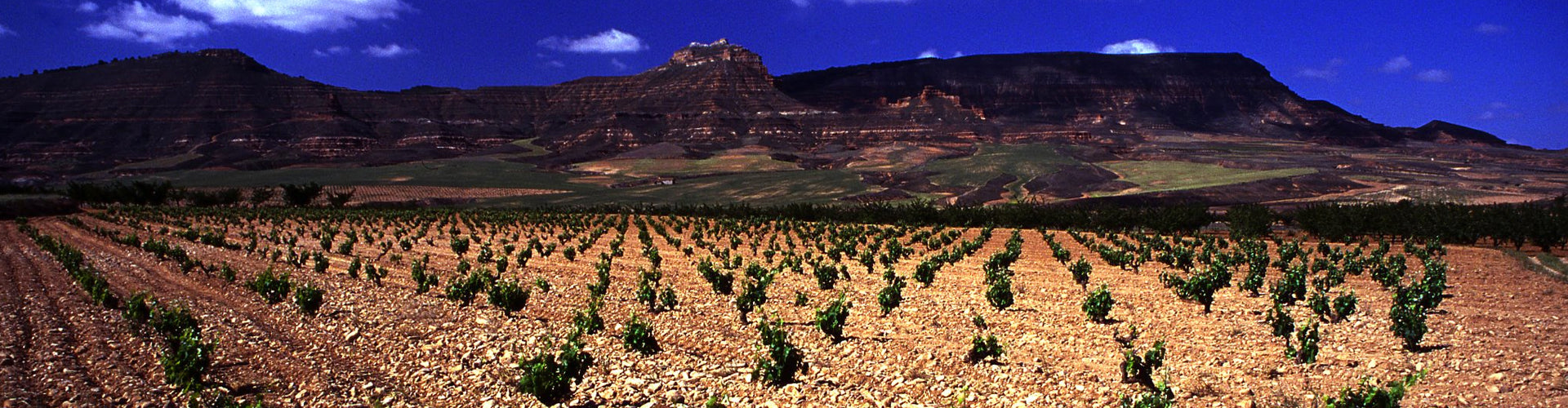 Bodegas San Alejandro Vineyards in the Calatayud region of Northern Spain