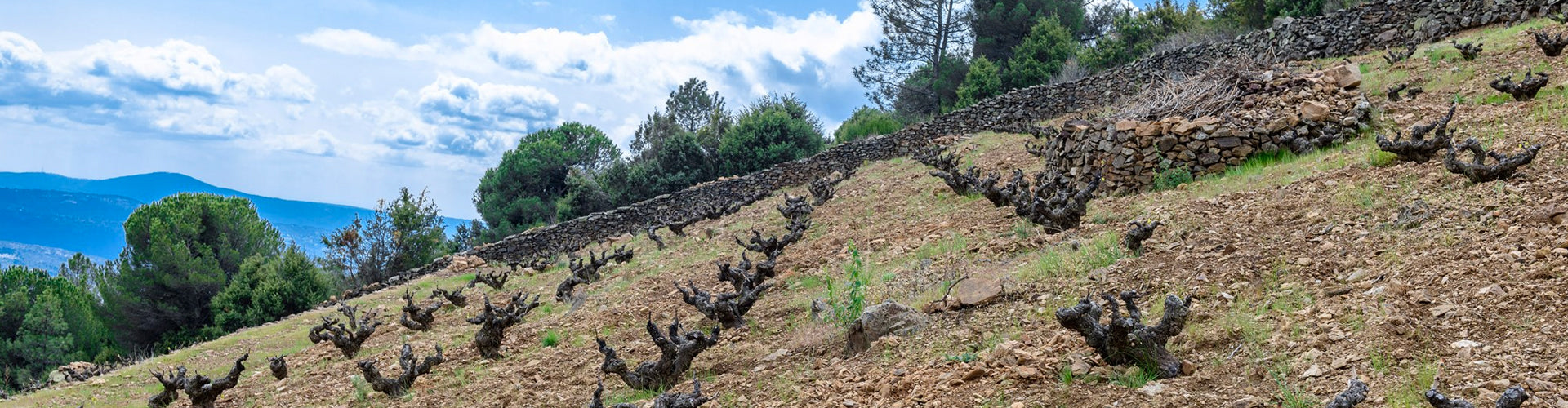 Soto Manrique Vineyards in the DO Cebreros, Spain