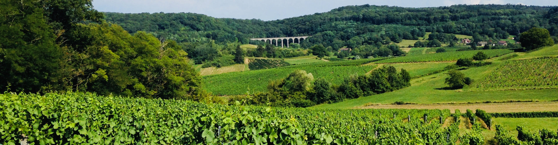 Vineyards in the Jura wine region of Montigny-lès-Arsures