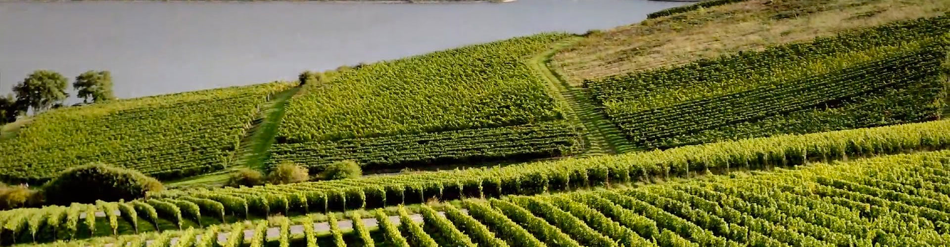 Bordeaux Wine Region Vineyards