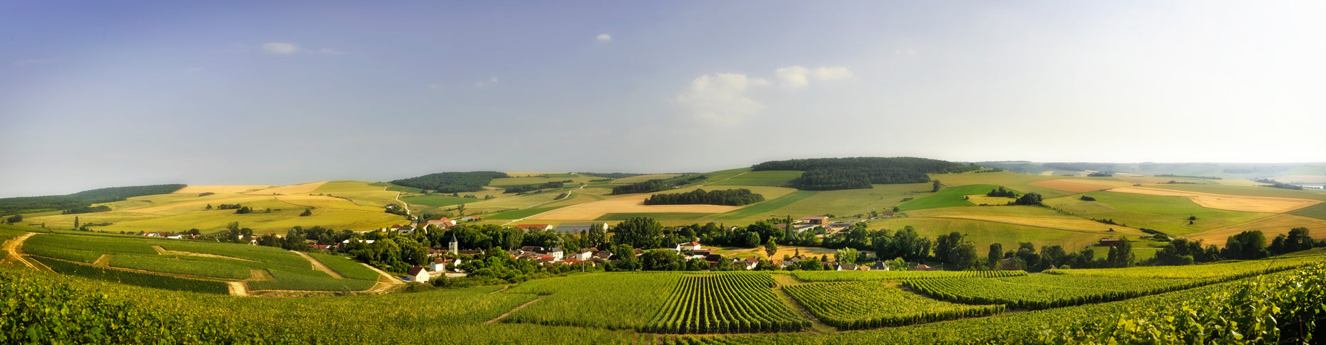 Champagne Drappier Vineyards in Urville, France