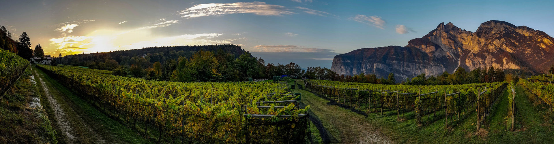 Tiefenbrunner Vineyards in the Südtirol, Alto Adige Region of Italy