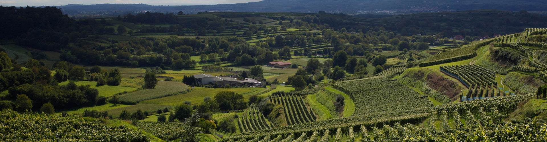 Vineyards of Bernhard Huber, Malterdingen in Baden, Germany