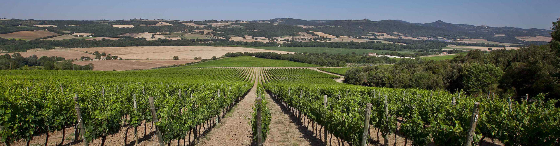 The vineyards of Antinori's Pian delle Vigne in Brunello di Montalcino