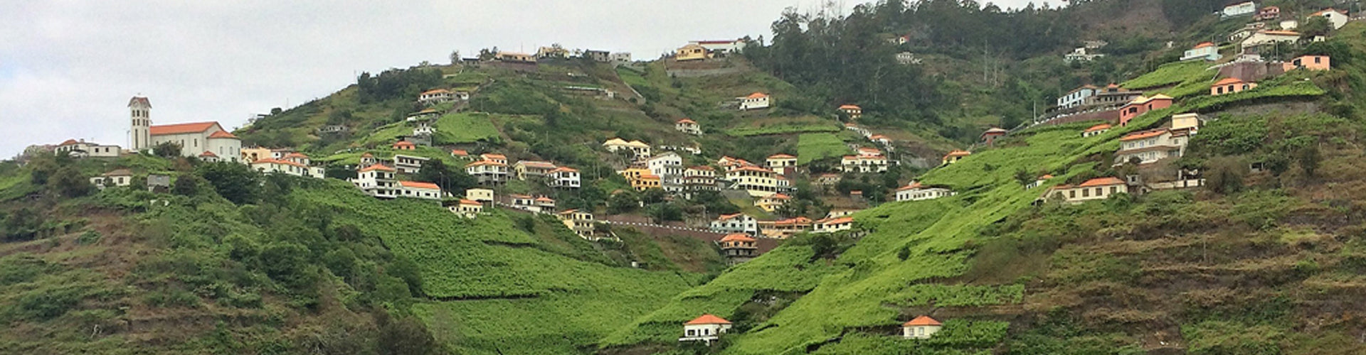 Vineyards perched on the hillsides of Madeira