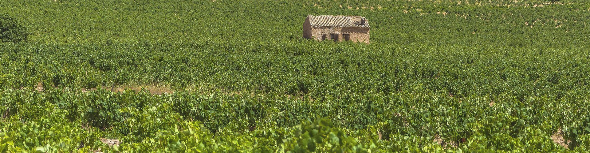 Finca Bacara Vineyards in Jumilla DOP Spain
