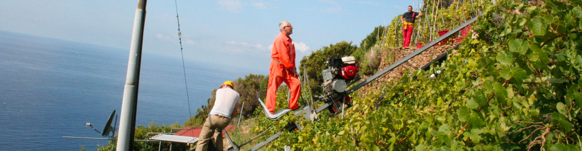 Workers in the steep Campogrande vineyard overlooking the Ligurian sea.