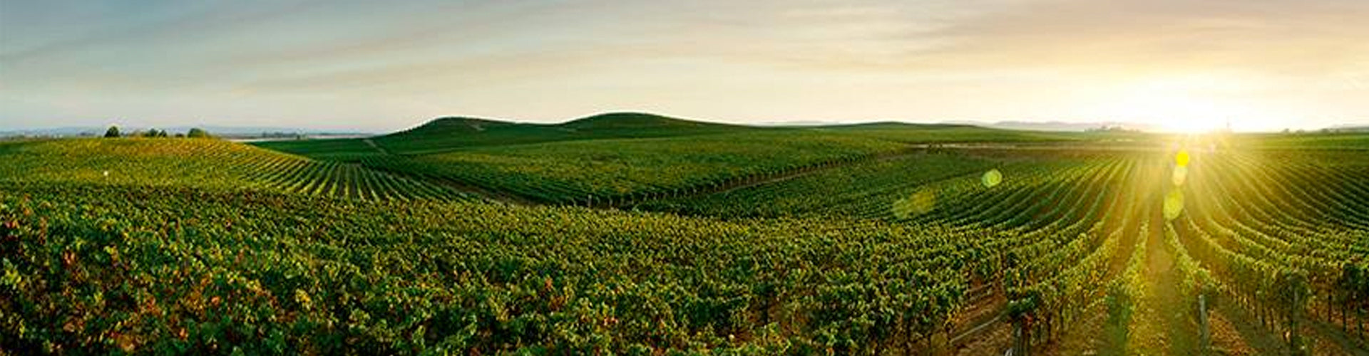 Badet-Clément Vineyards in the Languedoc, France