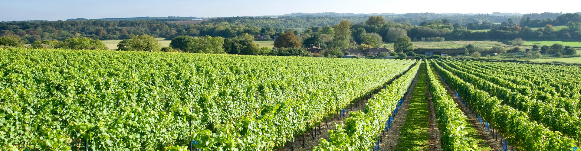 Cottonworth Vineyards in Hampshire, England