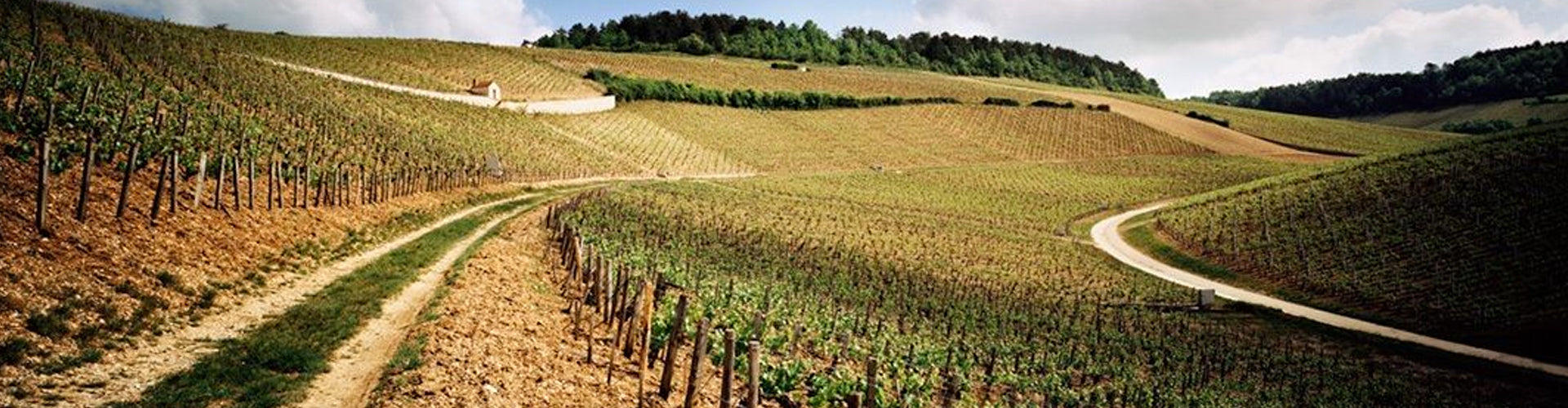 The Vineyards of Chablis in Burgundy, France