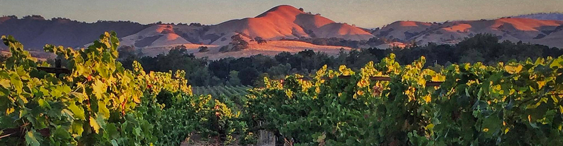 Birichino Vineyards in California