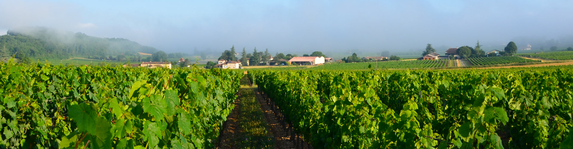 The vineyards of Château du Cèdre in Cahors, France