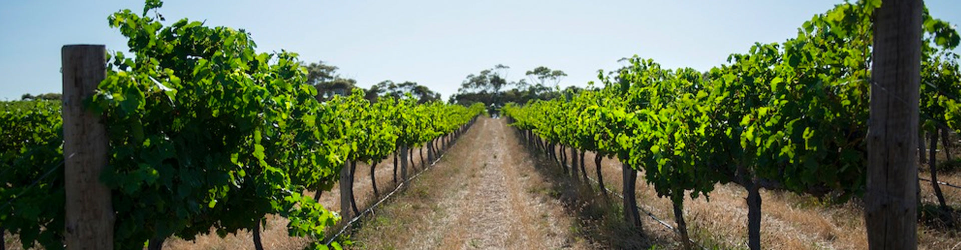 Dandelion Vineyards in Eden Valley, South Australia