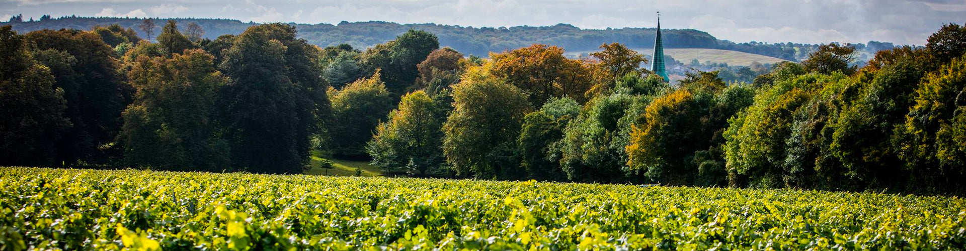 Simpsons Wine Estate Vineyards in Kent, Great Britain