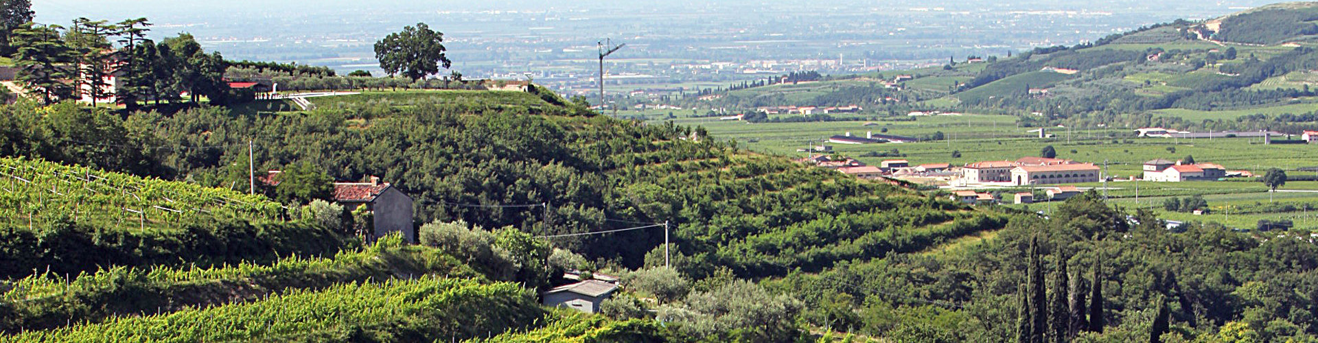 Dal Forno Romano Estate Vineyards in the Valpolicella Region of Northern Italy