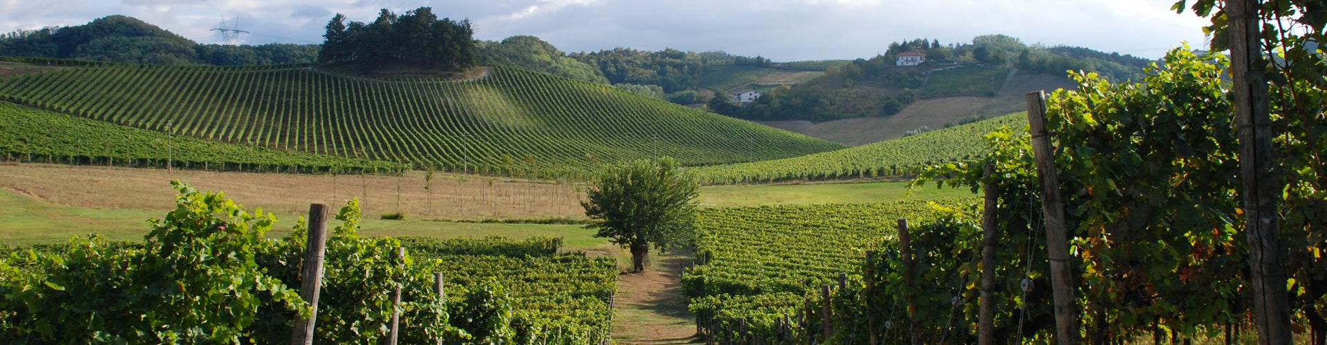 The vineyards of Villa Sparina, Monterotondo in Piedmonte, Italy