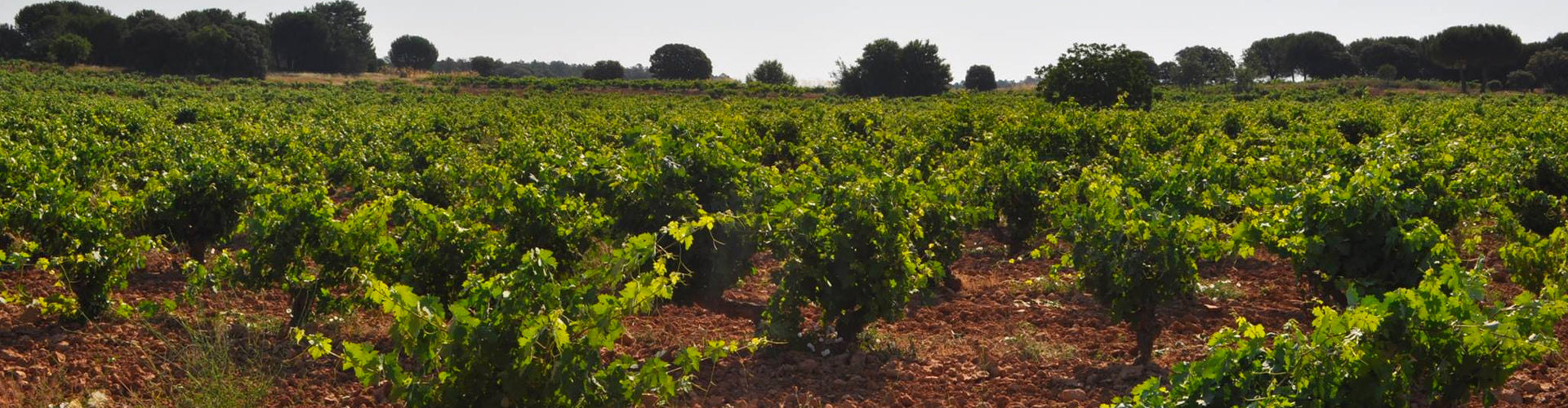 Quinta Milú Vineyards in Ribera del Duero