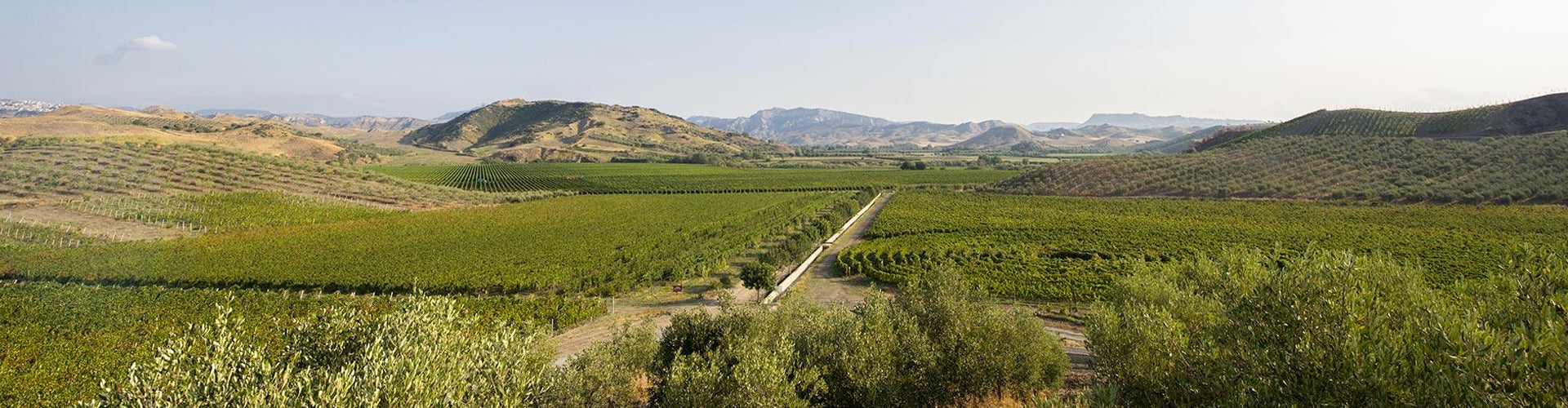 Librandi Vineyards in Calabri, Southern Italy