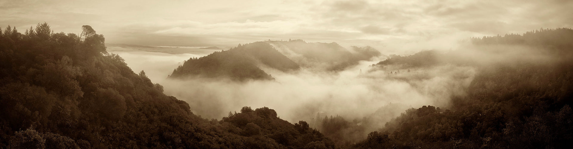 Fog covered Promontory Vineyards in Napa Valley