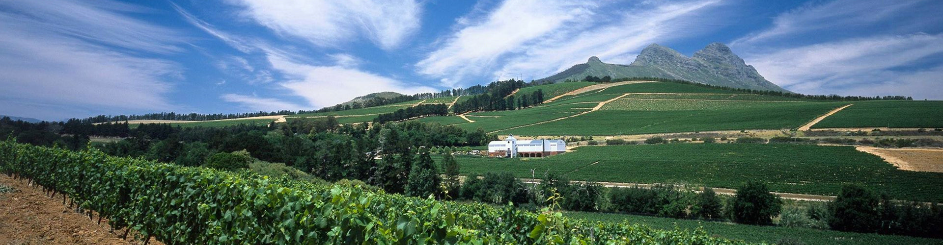 Laibach Wines in the Simonsberg region of Stellenbosch