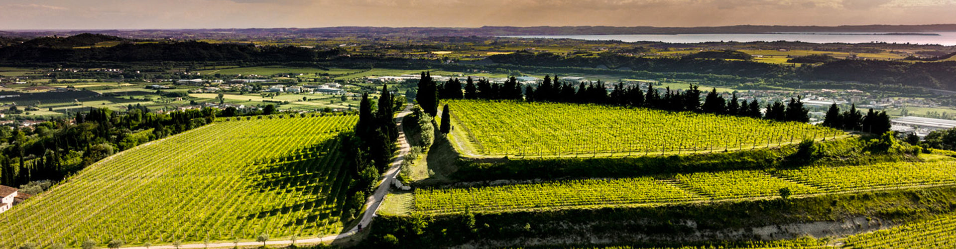 Allegrini La Poja Vineyards in Valpolicella Classico, Italy
