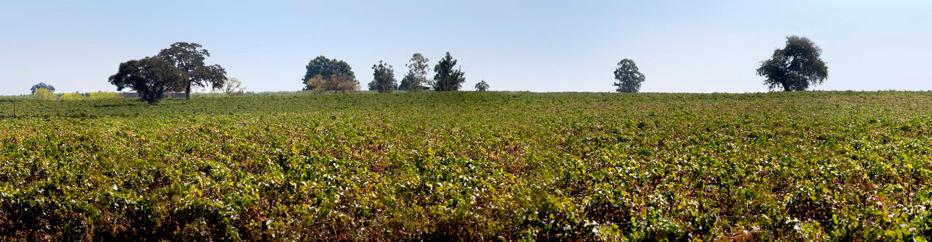Oak Ridge Winery Vineyards in Lodi, California