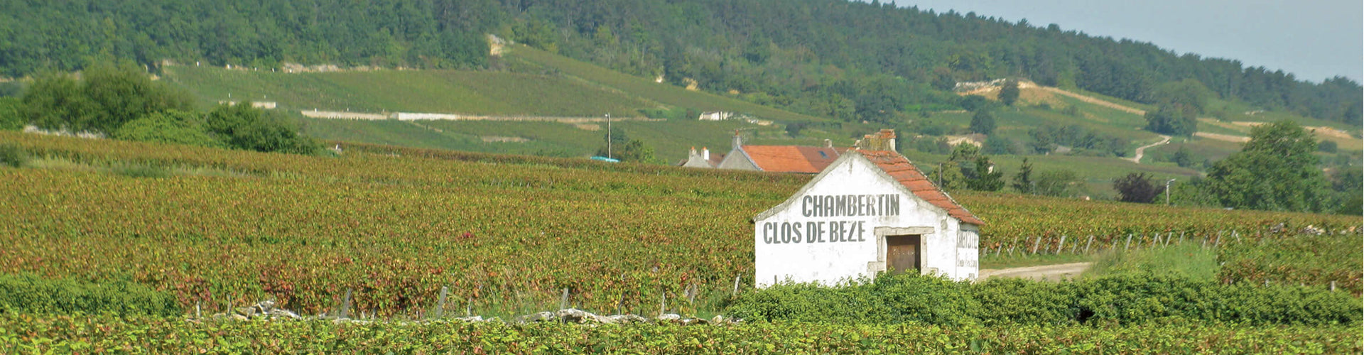 Maison Louis Jadot Chambertin Clos de Bèze Grand Cru Vineyard