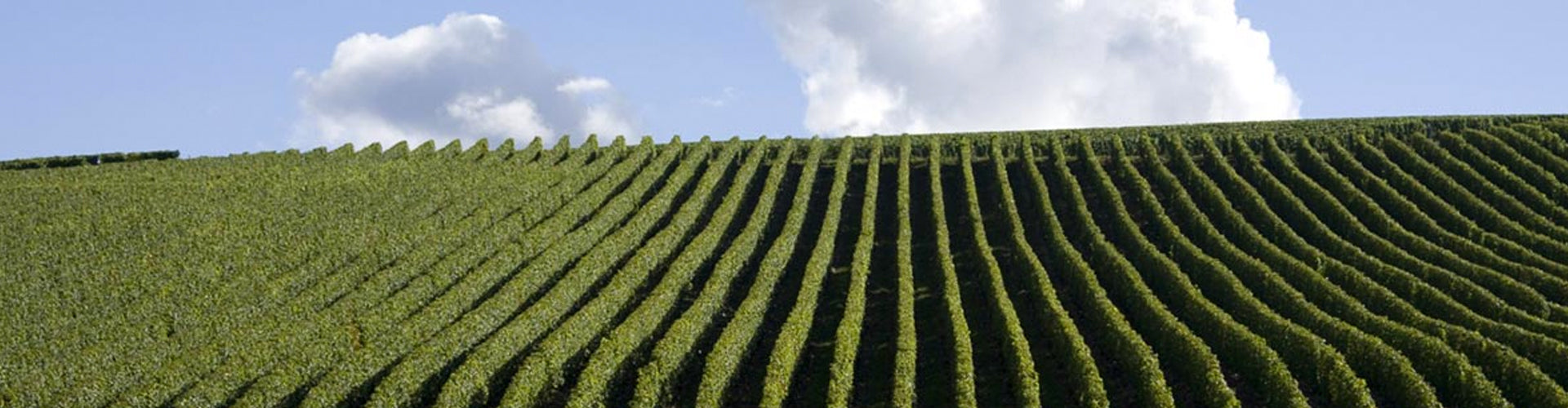 Domaine du Nozay Sancerre Vineyards