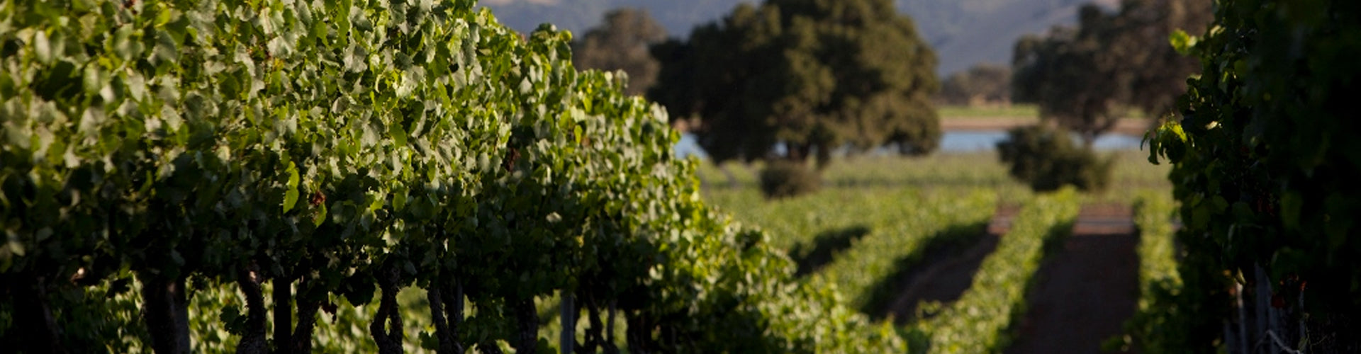 Lost Angel Wines Californian Vineyards
