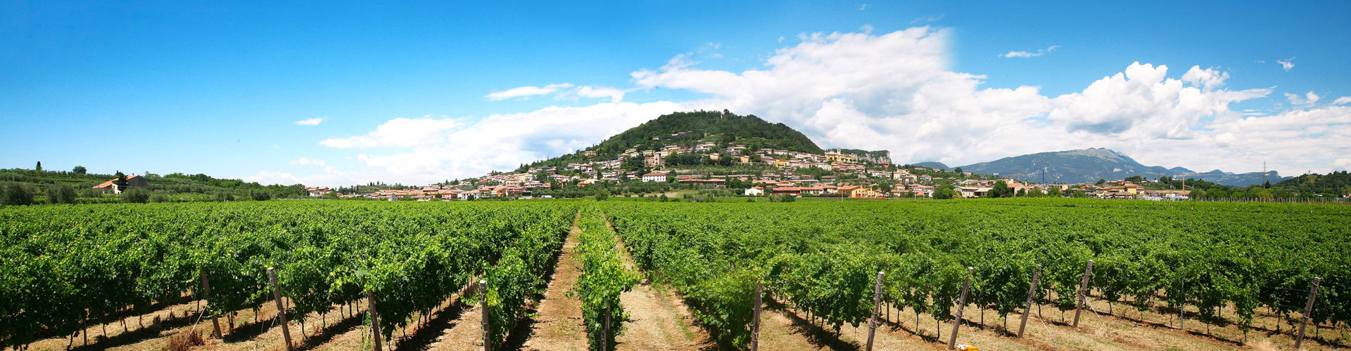 Vineyards of Guerrieri Rizzardi in Verona