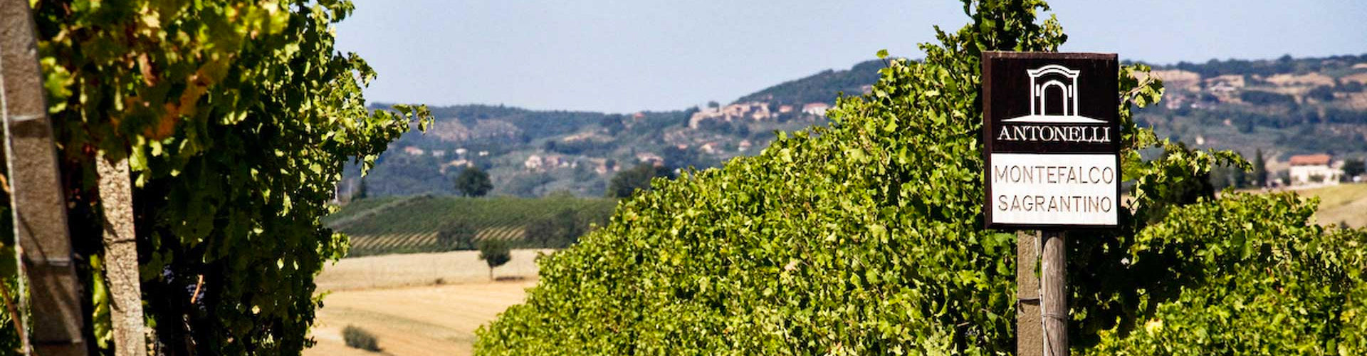 Antonelli Sagrantino Vineyards in Montefalco