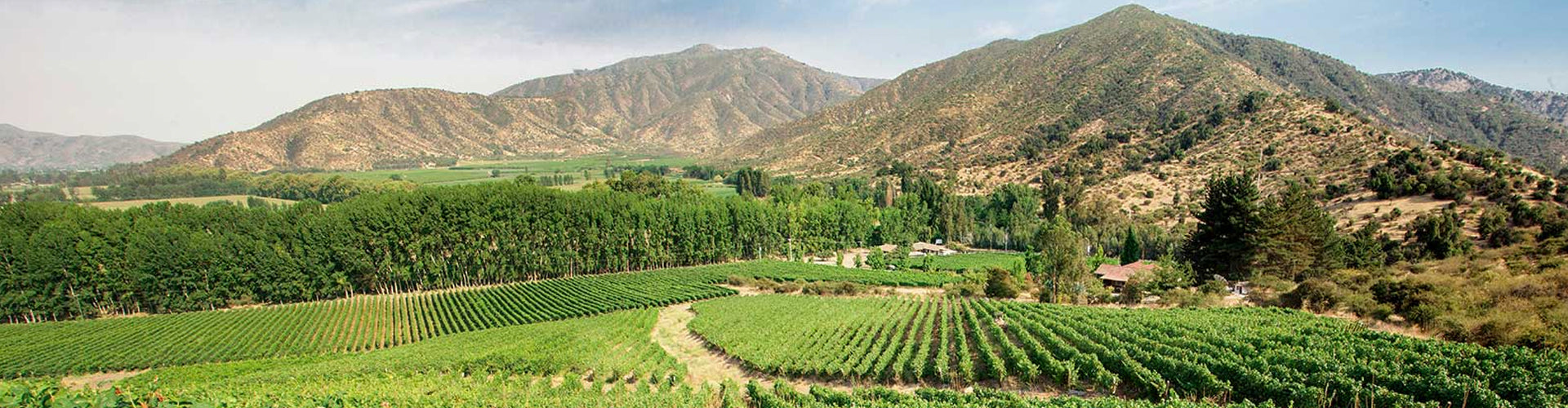 Undurraga Vineyards in Chile