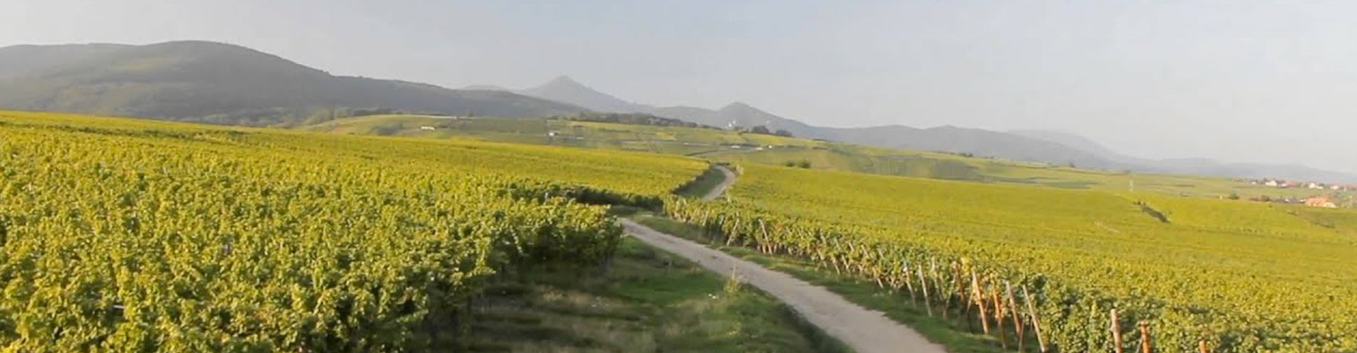 Vineyards in Riquewihr, Alsace