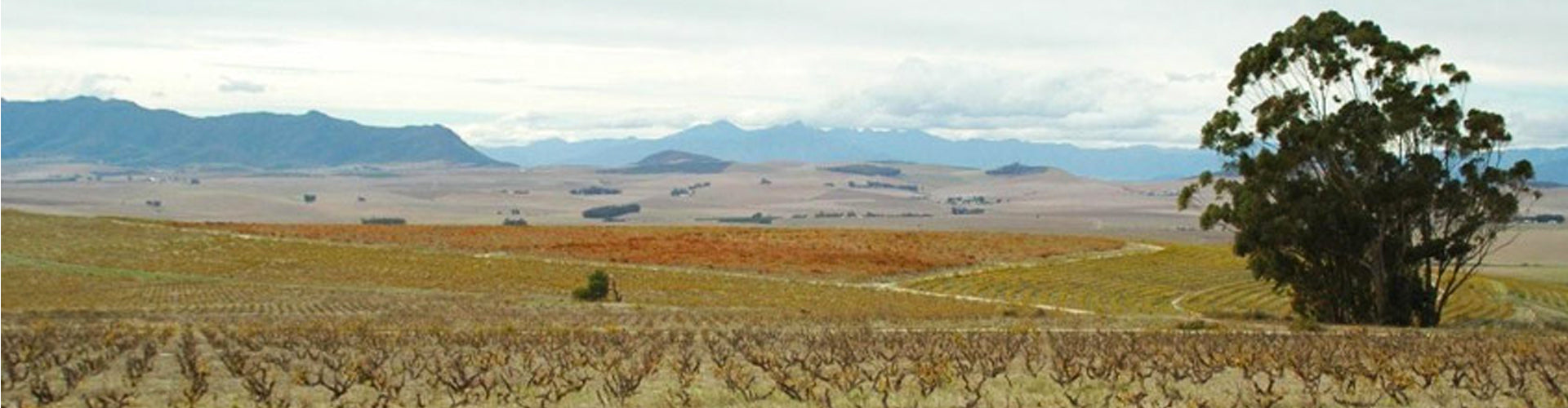 Rall Vineyards in South Africa