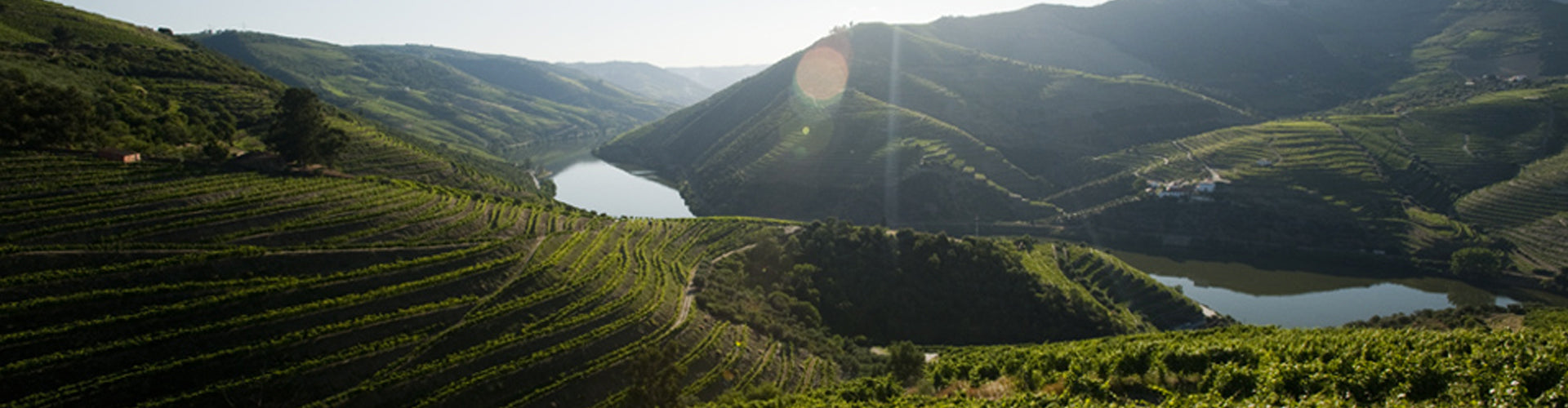 Ferreira Vineyards in the Douro Valley, Portugal