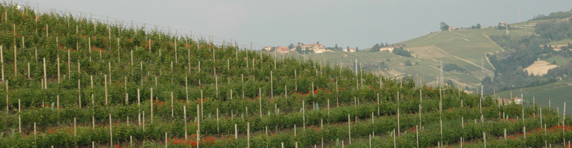 Castello di Neive Vineyards in Barbaresco, Piedmont in Italy