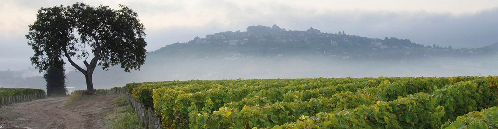 André Dezat Vineyards in Sancerre