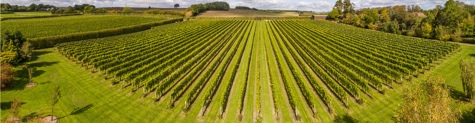 Arial view of Jenkyn Place's meticulously designed and planted vineyards