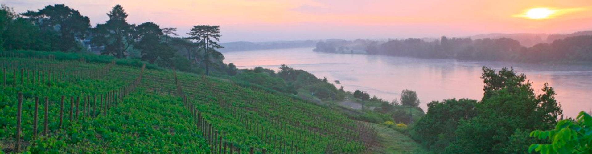 Riverside vineyards in Anjou, Loire Valley