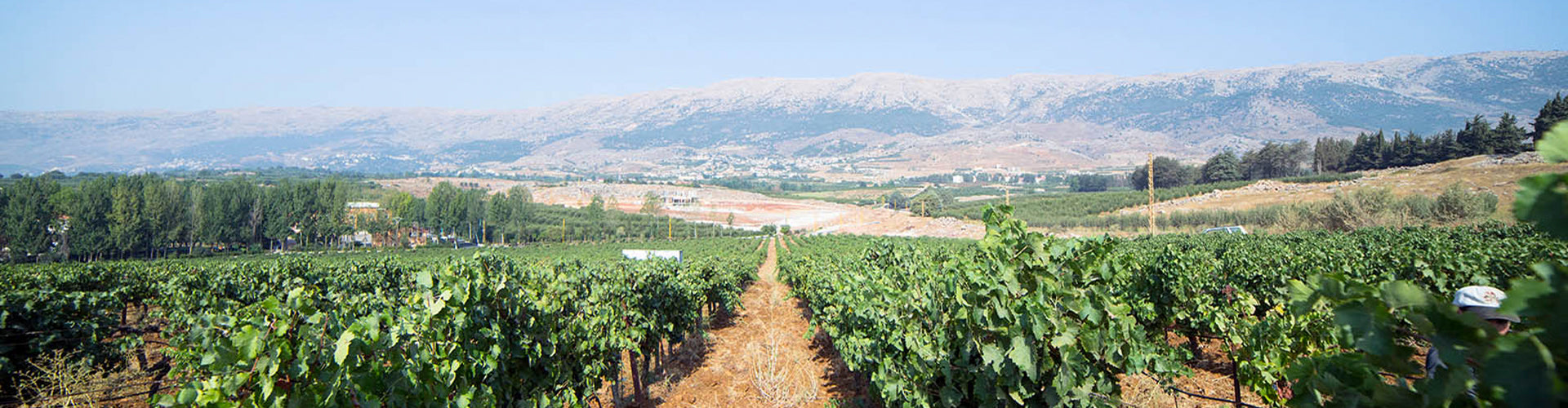 Château Ksara Vineyards in Lebanon's Beqaa Valley