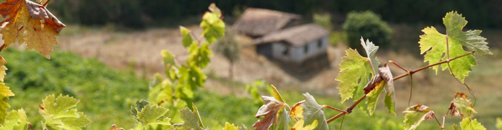 Vineyards in Chile