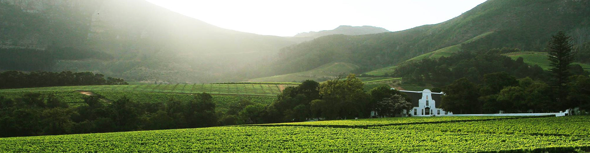 Groot Constantia Wine Farm and Vineyards beneath Table Mountain