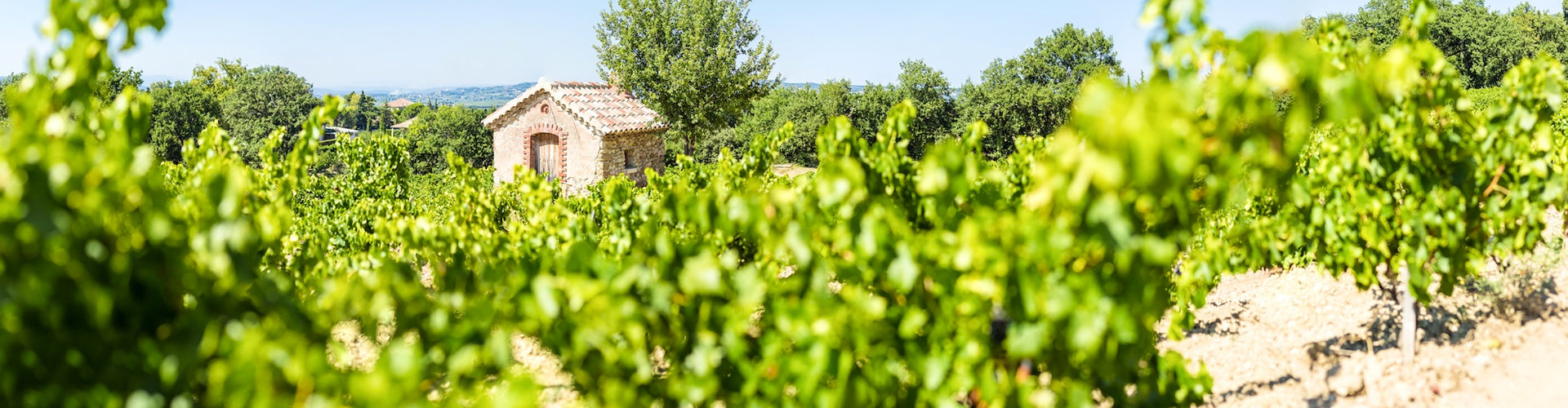 Perrin Family Gigondas Rhône Valley Vineyard